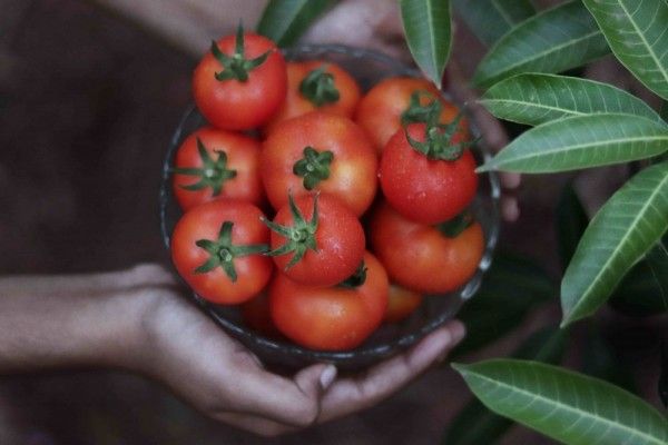 10 Rekomendasi Masker Alami, Perawatan Kulit Kering saat Udara Dingin