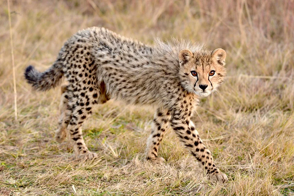 Sempat Dinyatakan Punah, Hewan Cheetah Kembali Muncul di India