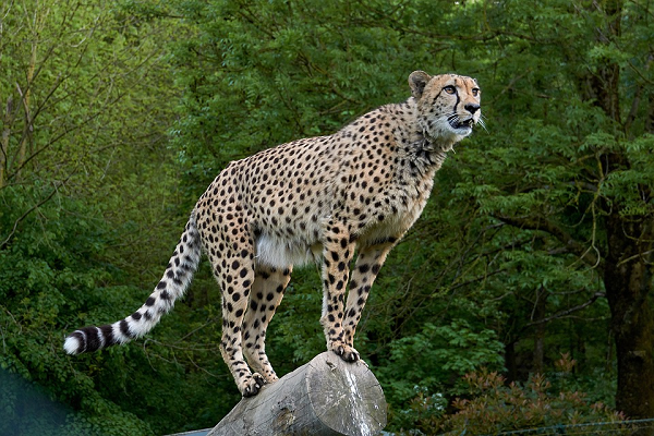 Sempat Dinyatakan Punah, Hewan Cheetah Kembali Muncul di India