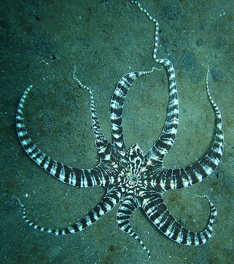 5 Fakta Mimic Octopus, Gurita Penyamar Asli Perairan Indonesia