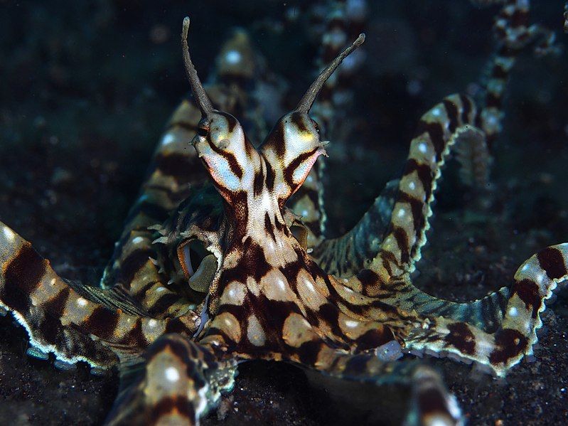 5 Fakta Mimic Octopus, Gurita Penyamar Asli Perairan Indonesia