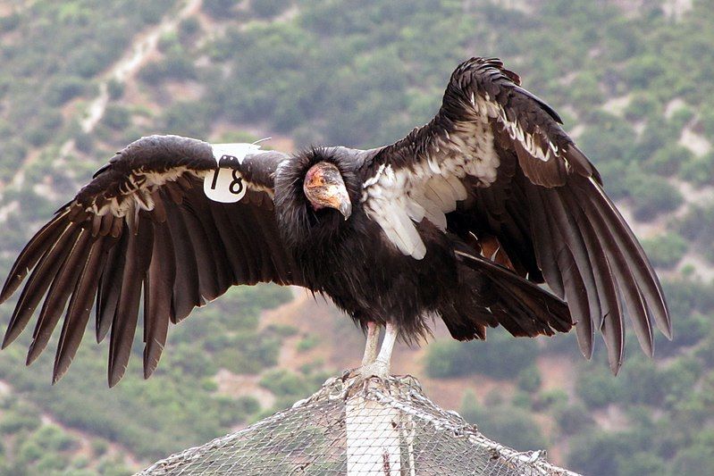 9 Fakta Kondor California, Punya Kisah Memilukan