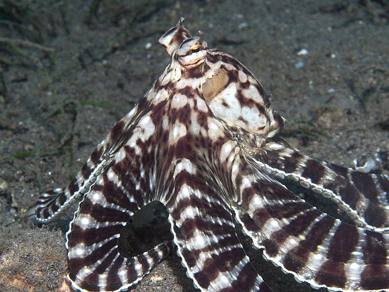 5 Fakta Mimic Octopus, Gurita Penyamar Asli Perairan Indonesia