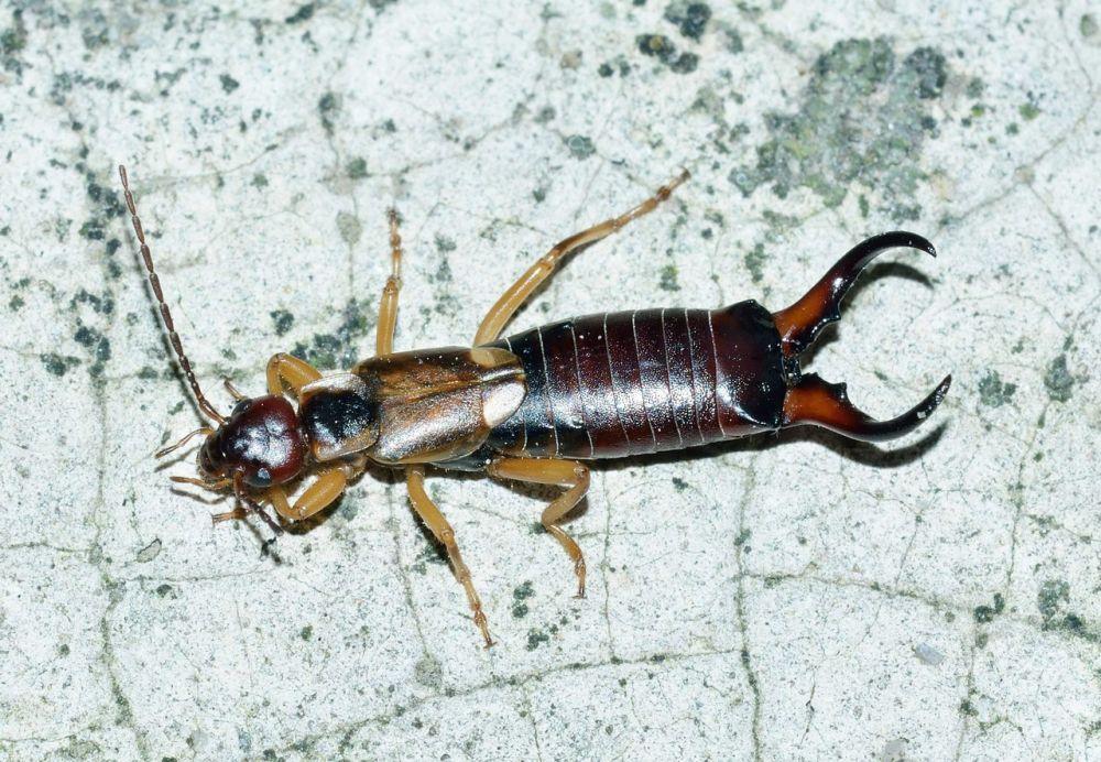 5-fakta-earwig-spesies-serangga-berbau-busuk-dipenuhi-mitos