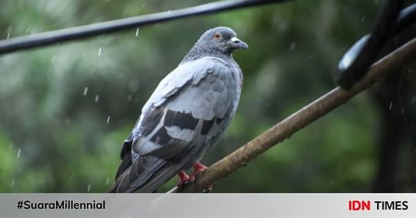 7 Cara Budidaya Burung Merpati Bagi Pemula, Mudah!