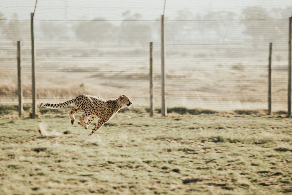 Afrika Selatan Kirim Cheetah ke India dan Mozambik