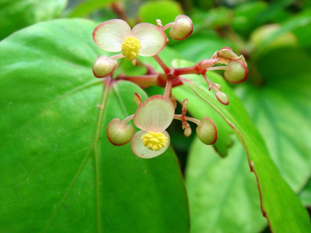 5 Jenis Begonia di Jalur Pendakian Gunung Ciremai, Memukau!