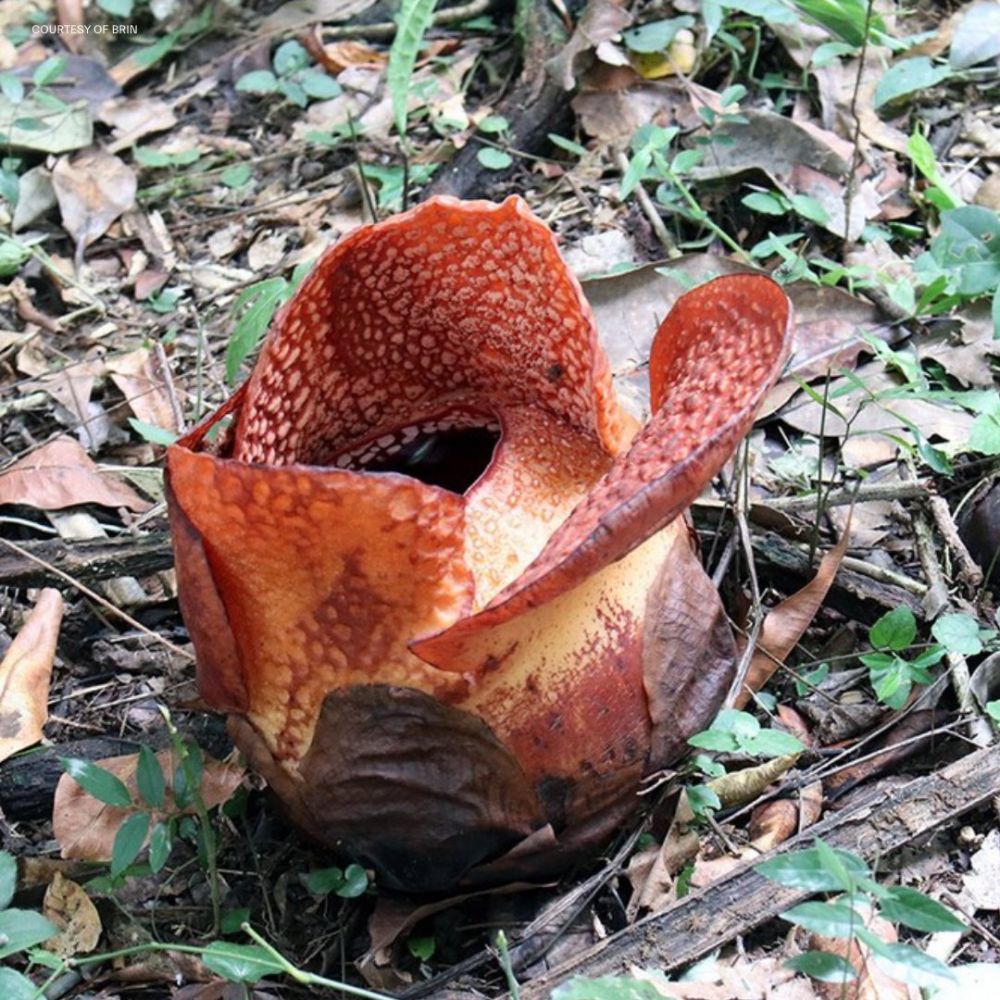 Rafflesia Arnoldi Tumbuh Mekar di Kebun Milik Warga