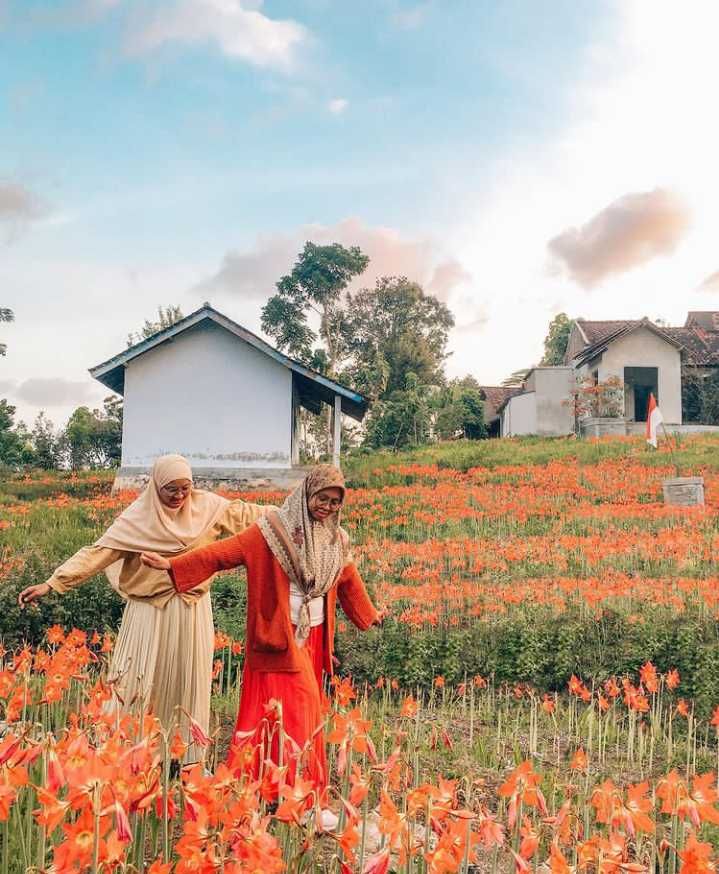 Kebun Bunga Amarilis Gunungkidul: Lokasi, Harga Tiket, Tips