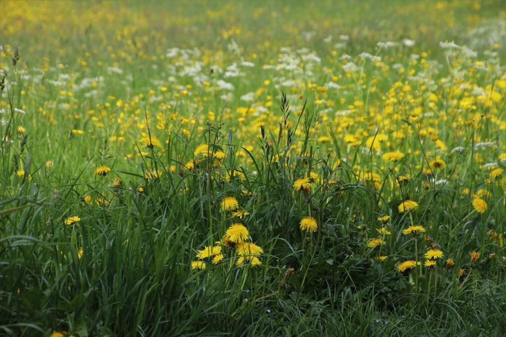 5 Fakta Unik Bunga Dandelion, Tumbuhan Liar yang Cantik