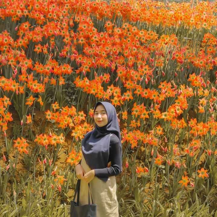 Kebun Bunga Amarilis Gunungkidul: Lokasi, Harga Tiket, Tips