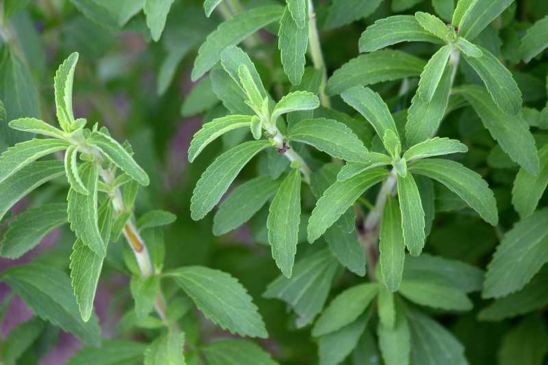 5 Fakta Stevia Rebaudiana, Tanaman Penghasil Gula Non Kalori