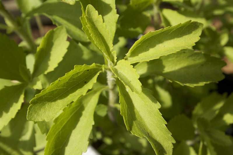 Fakta Stevia Rebaudiana