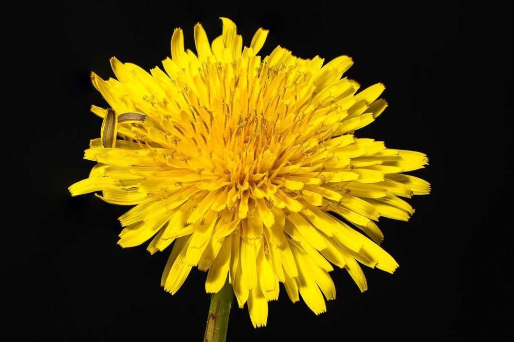 5 Fakta Unik Bunga Dandelion, Tumbuhan Liar yang Cantik