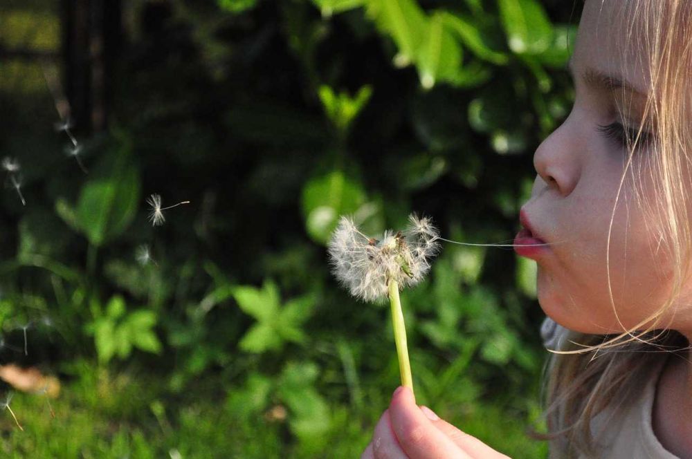 5 Fakta Unik Bunga Dandelion, Tumbuhan Liar yang Cantik