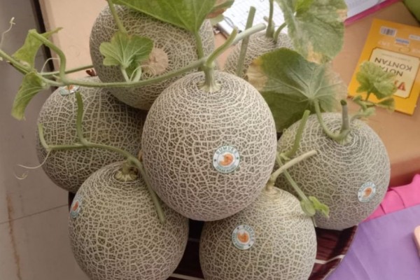 Pakai Kotoran Sapi, Petani Lamongan Sukses Budidaya Melon Fujisawa