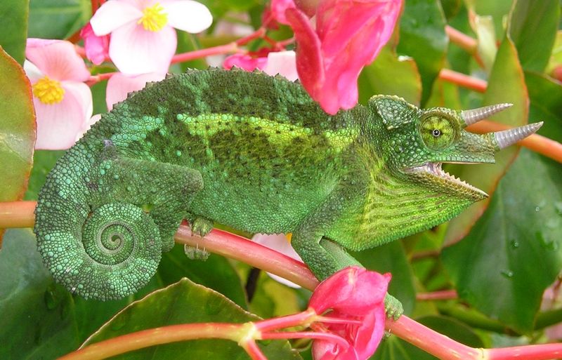 5 Fakta Jacksons Chameleon Spesies Bunglon Bertanduk