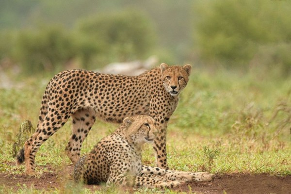 12 Cheetah Afrika Selatan Akan Dikirim ke India Februari