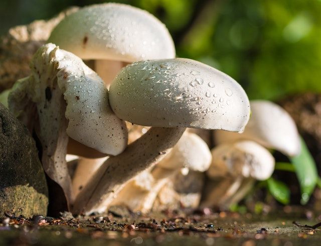 Resep Jamur Cabai Garam, Camilan Pedas yang Enak dan Bikin Nagih