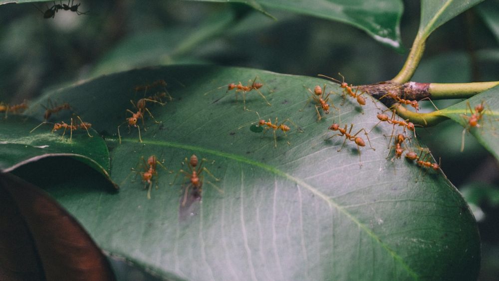 10 Nama Unik Serangga dalam Bahasa Jawa, Ojo Nganti Salah!