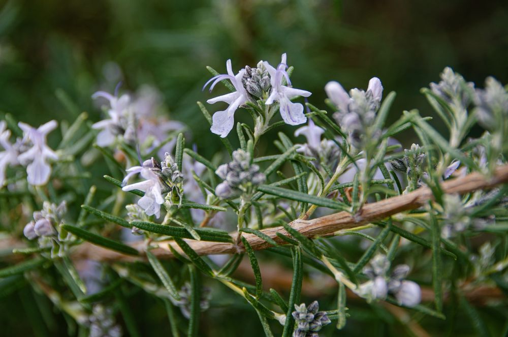 Cara Menggunakan Minyak Rosemary untuk Rambut, Cegah Rontok dan Uban