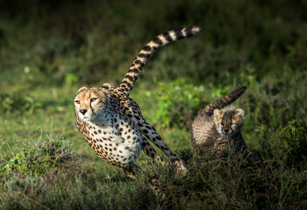 Afrika Selatan Kirim Cheetah ke India dan Mozambik