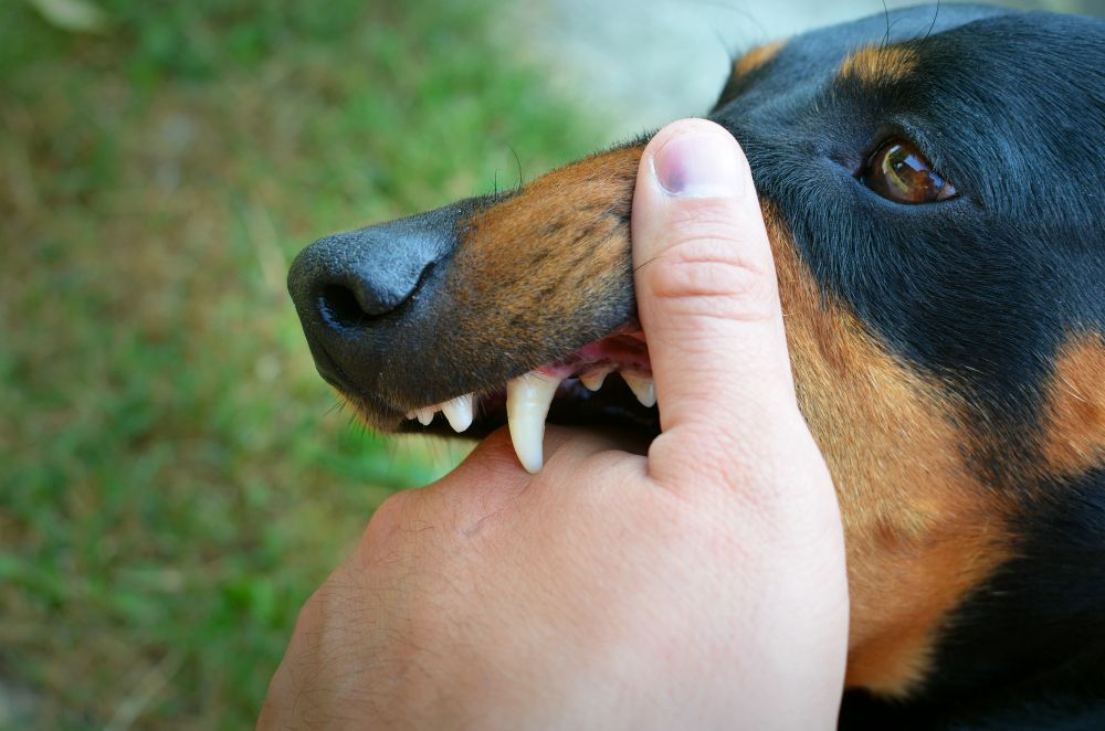 Langkah Pertama jika Digigit Anjing Rabies, Bisa Dilakukan Sendiri