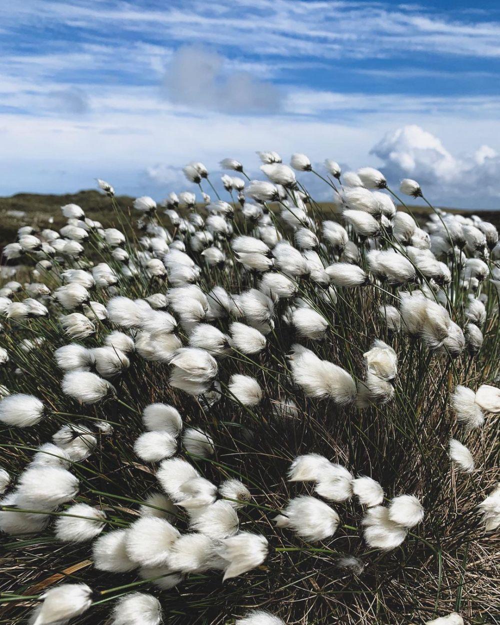 10 Fakta Rumput Kapas, Tanaman Unik yang Mirip Bola Kapas