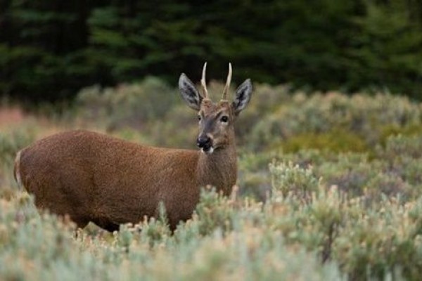5 Fakta Huemul, Spesies Rusa Langka dari Amerika Selatan!