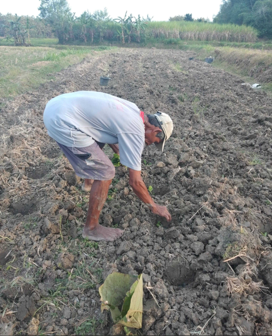 Petani Tembakau di Lombok Tengah Tak Dapat Pupuk Subsidi Tahun 2023