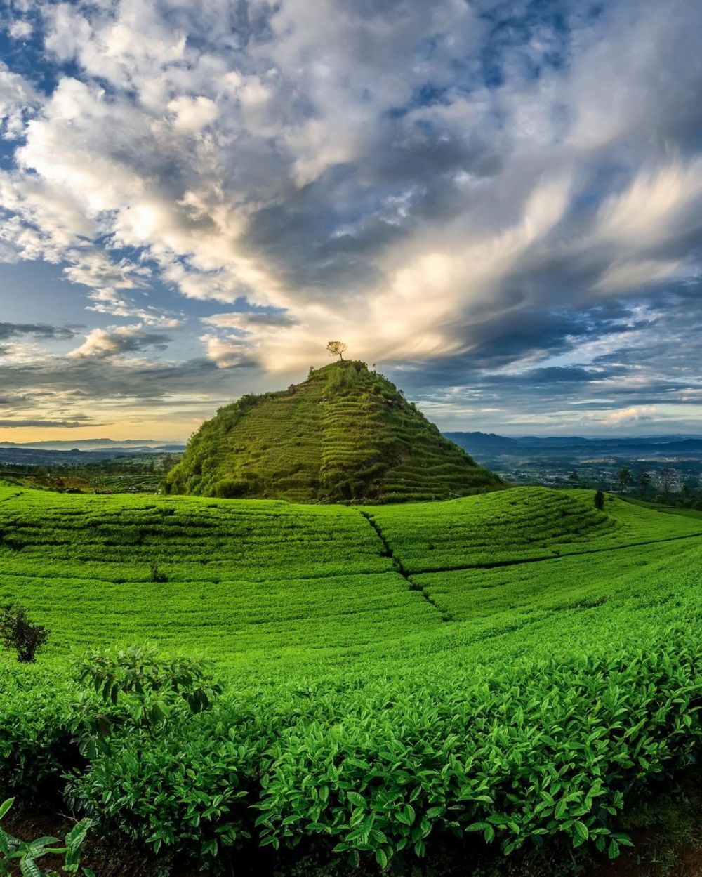 5 Fakta Gunung Cilik Wonosobo, View Kebun Tehnya Menyegarkan