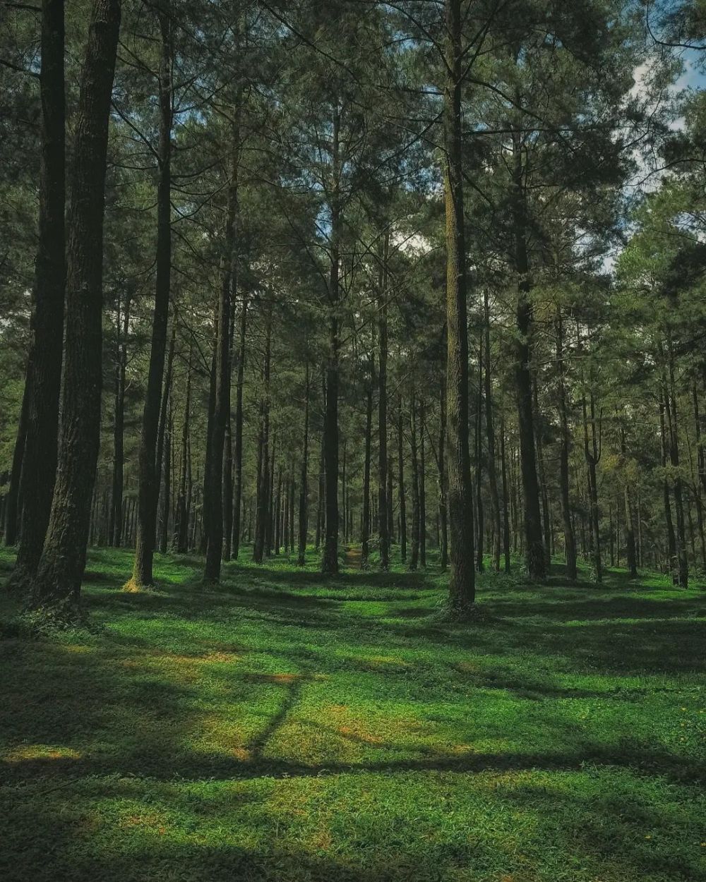 Hutan Pinus Loji Blitar, Piknik Asyik di Lereng Gunung Kelud