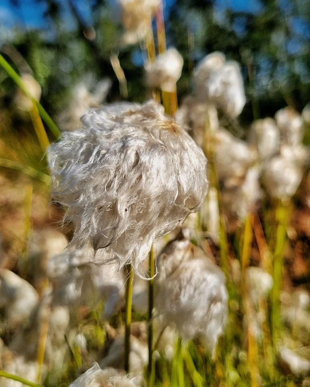 10 Fakta Rumput Kapas, Tanaman Unik yang Mirip Bola Kapas