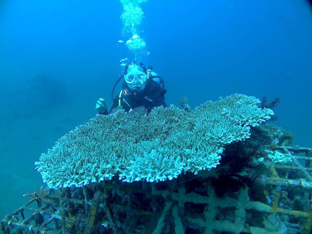 6 Penginapan Dekat Kawasan Bangsring Underwater, Surganya Snorkeling 