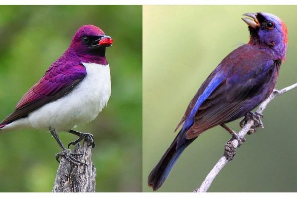 10 Spesies Burung Berwarna Ungu, Cantik nan Memesona