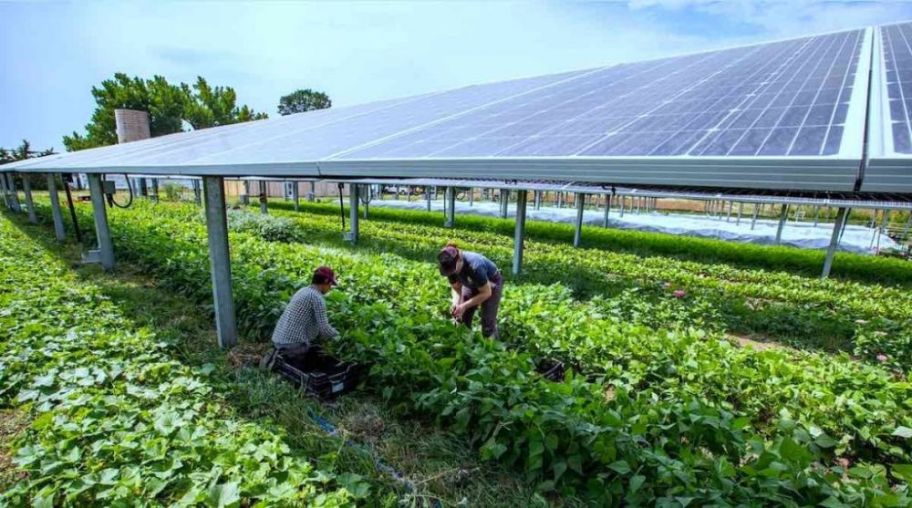 5 Fakta Agrivoltaic, Sistem Yang Hasilkan Pangan Dan Energi