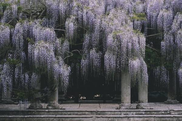 9 Fakta Wisteria, Tanaman Hias Cantik Untuk Dekorasi