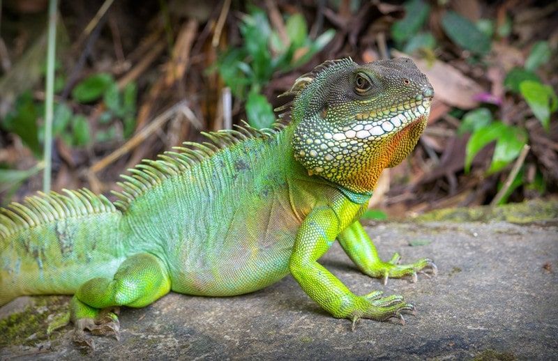 5 Fakta Unik Chinese Water Dragon, Kadal Dapat Hidup di Air