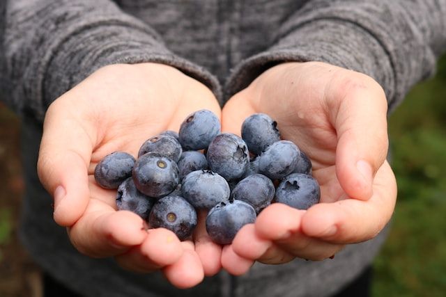 5 Makanan Kaya Resveratrol, Mencegah Kanker dan Melindungi Jantung 