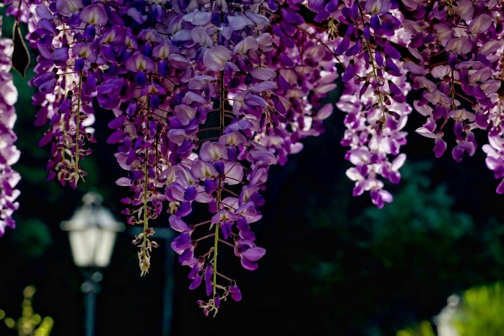 9 Fakta Wisteria, Tanaman Hias Cantik Untuk Dekorasi