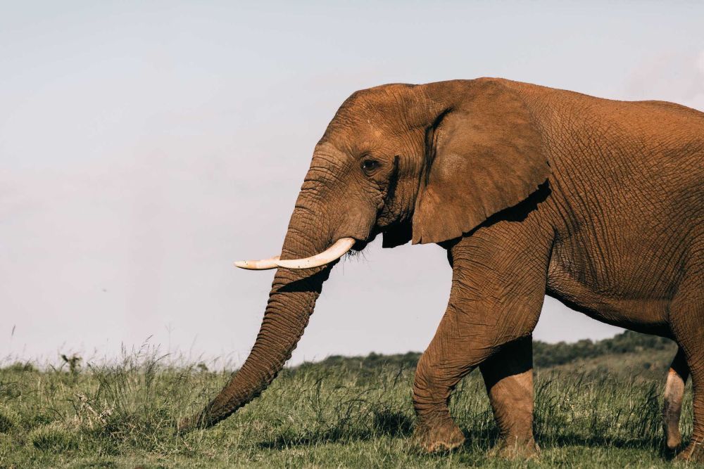 Kenapa Gajah Tidak Bisa Melompat? Ini 5 Alasannya Menurut Sains