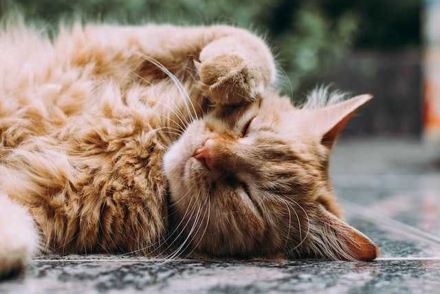 5 Fakta Virus Panleukopenia Mematikan Pada Kucing