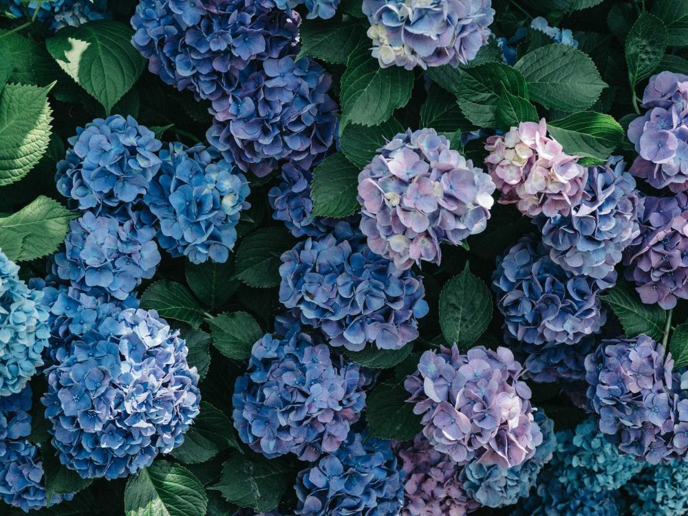 5 Cara Menanam Hortensia dari Biji, Bunga Hias yang Menawan