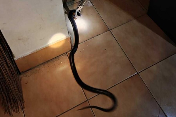 Ular Kobra Jawa Satroni Kantor BPKAD Pemkab Bantul