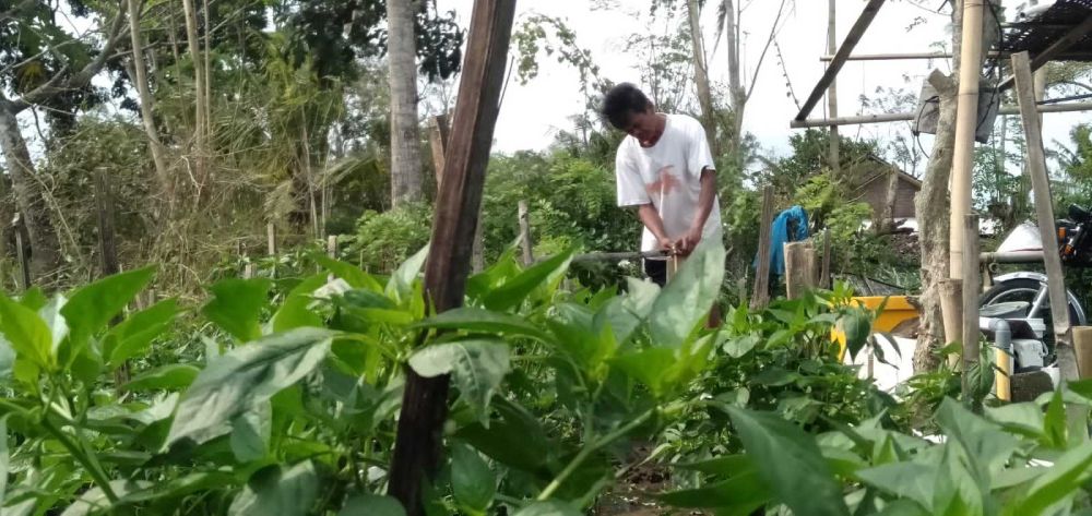 Terendam Banjir, Petani Cabai Parangtritis Malas Petik Hasil Panenan