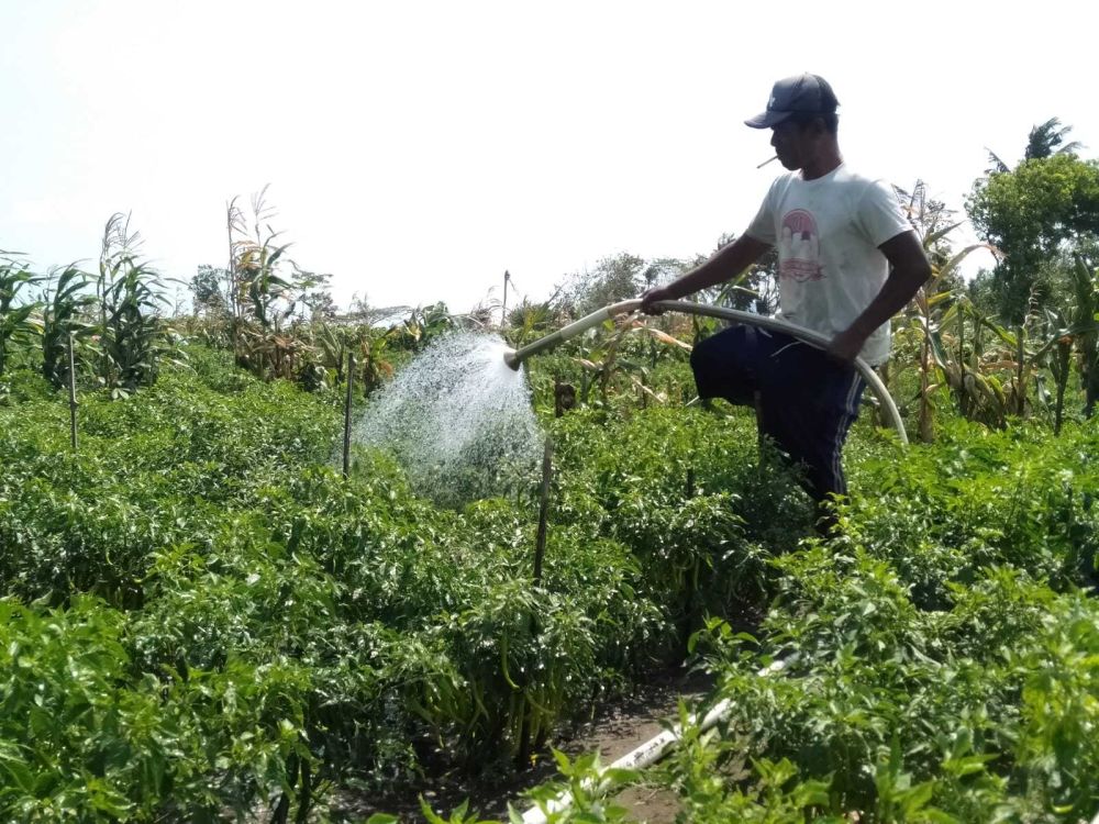 Harga Cabai Merah Besar di Bantul Terjun Bebas