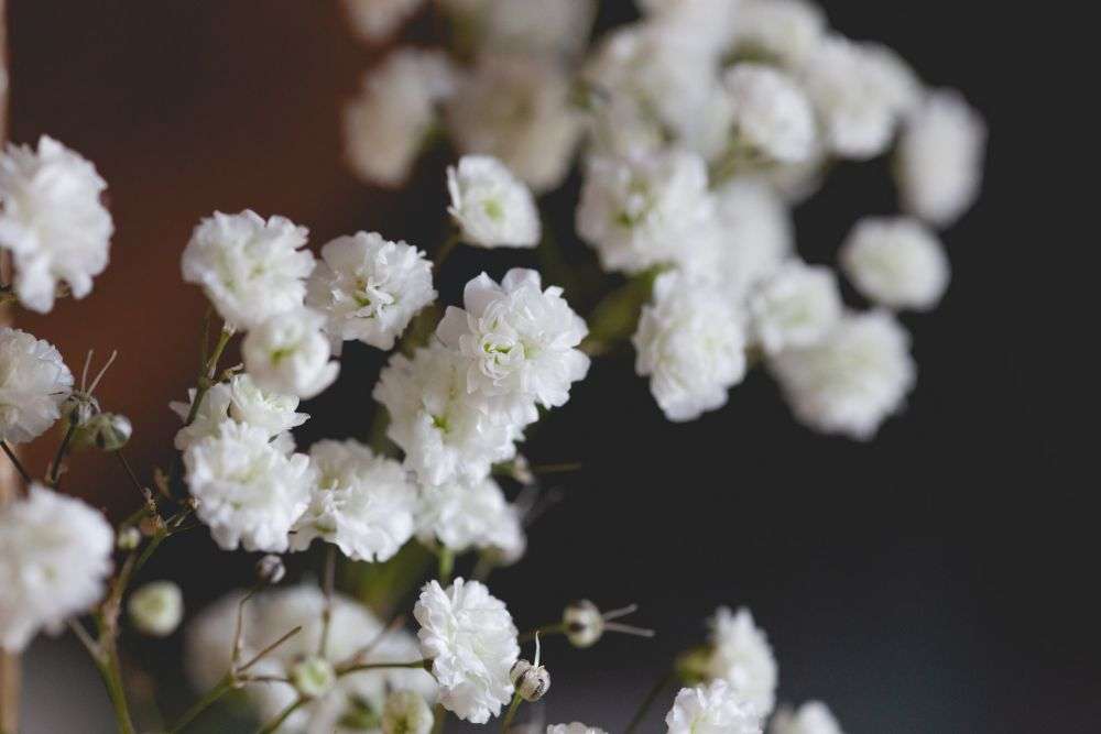 10 Fakta Tanaman Baby's Breath, Bunganya Cantik Dan Mungil!