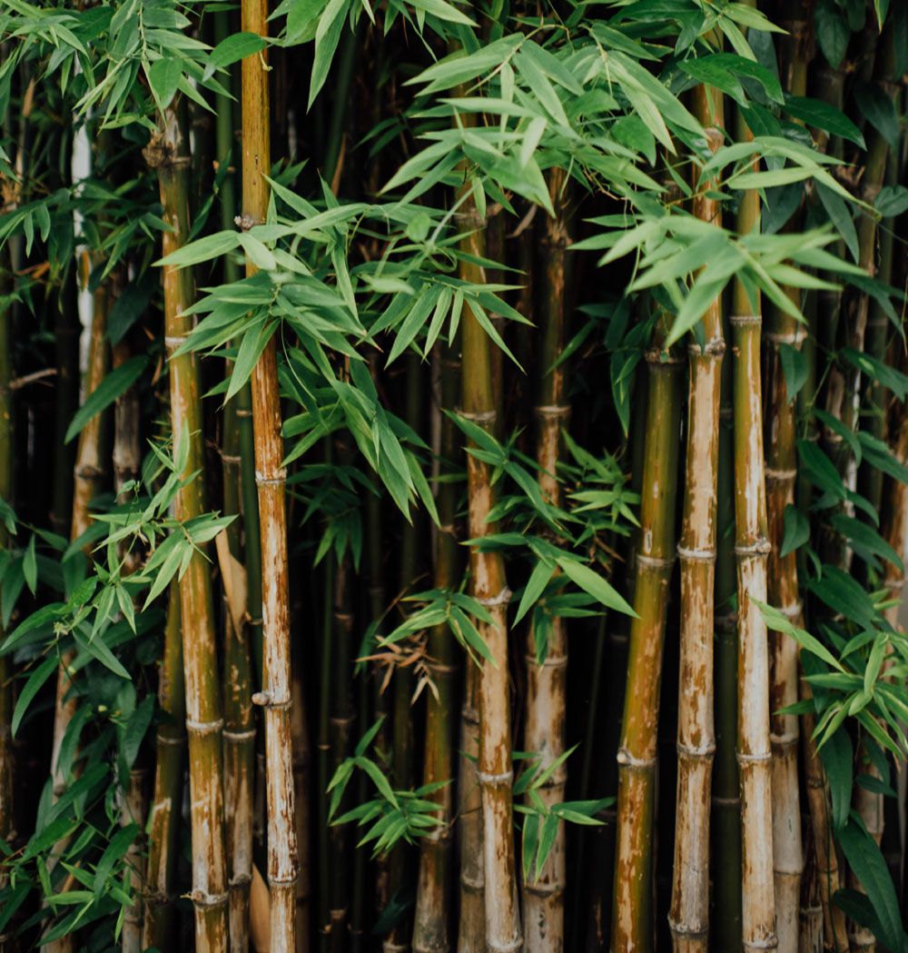 7 Bagian Tumbuh-Tumbuhan dalam Bahasa Bali