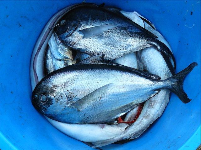 Resep Ikan Sambal Kencur, Rasa Gurih dan Pedasnya Pas