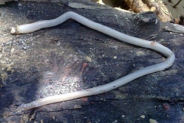 5 Fakta dan Manfaat Tembiluk, Cacing Kayu yang Bisa Dimakan